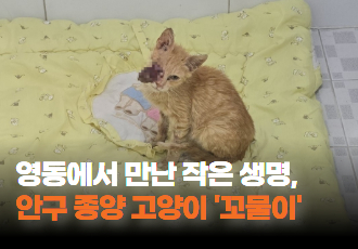 [동물구조] 영동에서 만난 작은 생명, 안구 종양 고양이 ‘꼬물이’