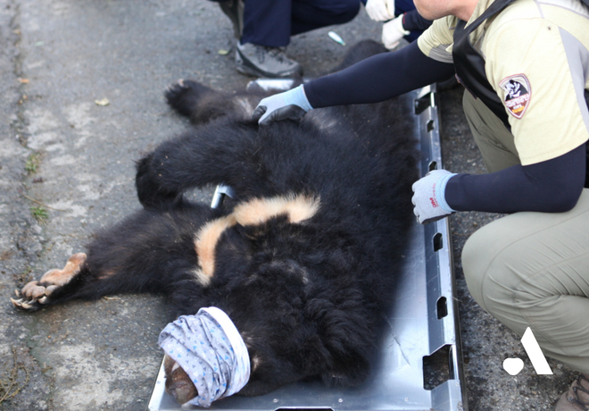 [THE FINAL 사생결단] 사육곰 구조 및 보호시설 이송🐻🏡