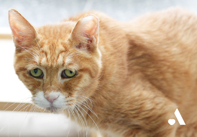 [건강소식] 티벳의 건강소식 전해드립니다.