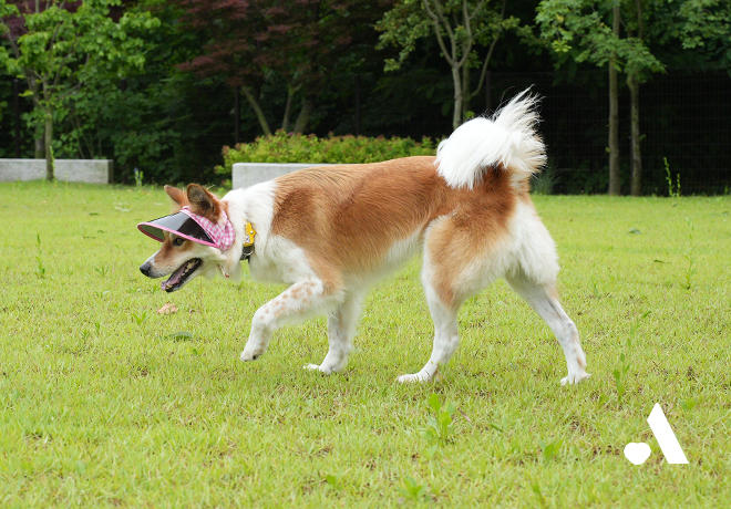 [온캣에 놀러오개] ﻿다시 놀러오개! 오랜만에 신나게 뛰어놀아요🐕