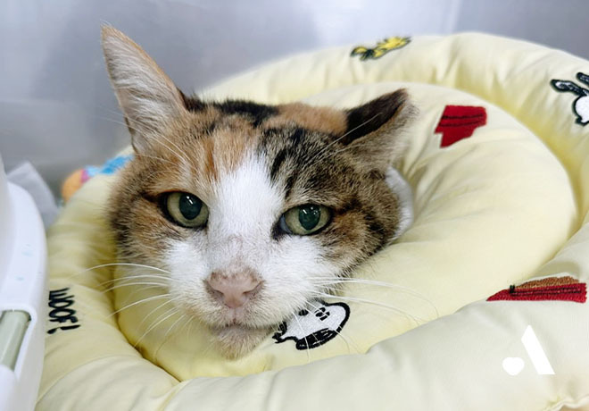 [건강소식] 해밀이의 건강소식을 전해드립니다.