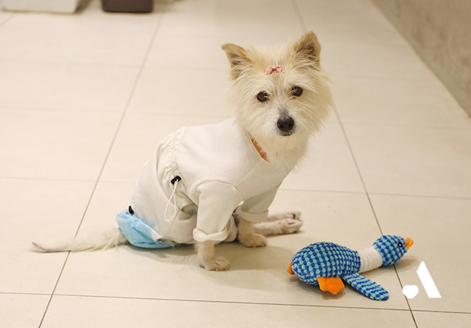 결연후원으로 하반신이 마비된 채 방치되었던 또롱이와 함께해주세요!