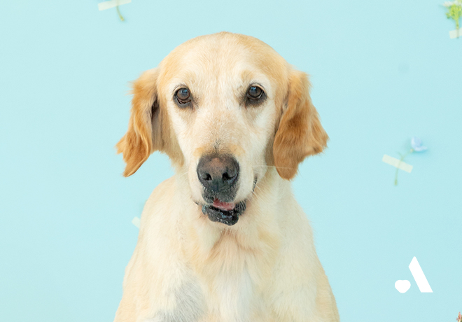 [부고] 양구 번식장 구조견 리프가 무지개 다리를 건넜습니다.