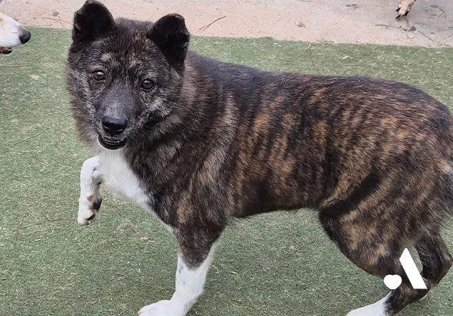 🧡 위탁보호소에서 지내고 있는 벌교 폐업 개농장 구조견 친구들 소식 전합니다!