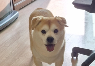 [D25-37관외] 새가족을 기다리는 '뭉이'