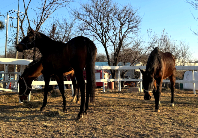 [말이 되는 복지] 한국마사회 ‘말 긴급구호체계’ 구축 후 첫 퇴역마 구조!