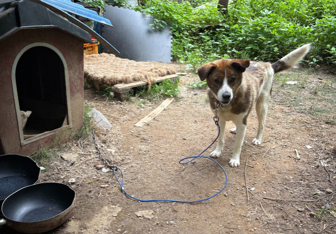 ﻿[동물 학대] 경기 고양시 덕양구, 오랜 방치가 불러온 비극