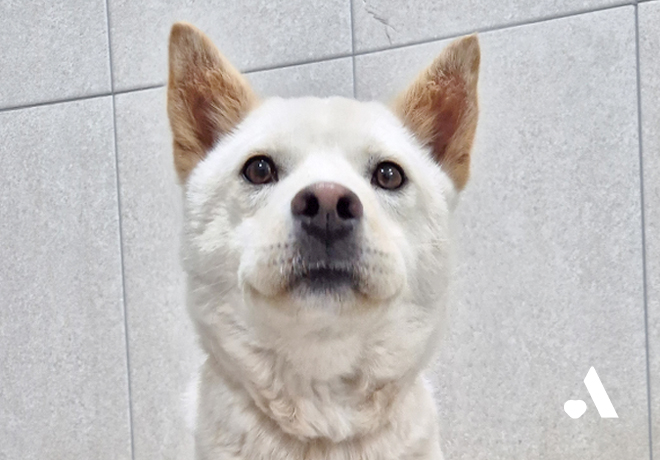 목이 옥죄는 고통을 겪은 순댕이