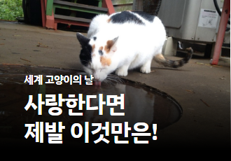 동네고양이를 사랑한다면 제발 이것만은!
