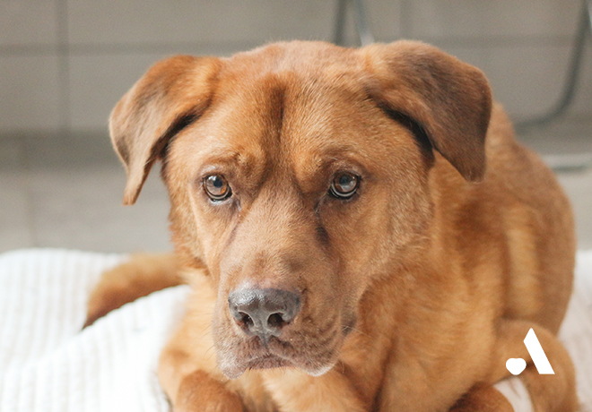 [부고] 여주 개농장 구조견 지마가 별이 되었습니다.