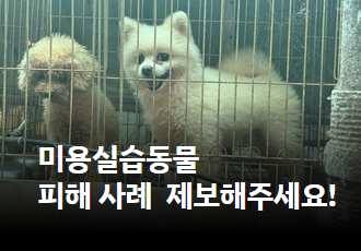 [제보요청]동물미용학원 실습 동물 피해 사례 제보해주세요!