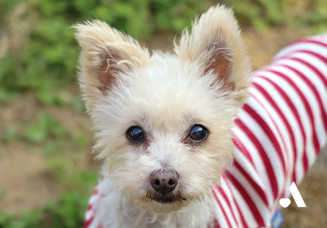 [부고] 예쁜 눈망울로 눈 맞추던 허브가 별이 되었습니다.
