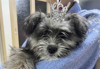 [D26-01관외] 도로위에 떠돌던 '루이'