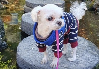 [D25-35관외] 평생 함께할 가족을 찾는 '짱이'