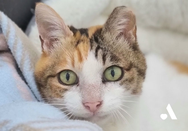 [부고] 신부전 투병 중이던 해밀이가 별이 되었습니다. 