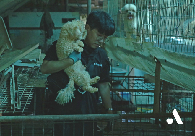 [동물 구조] 미용학원 실습견 53마리 구조 영상