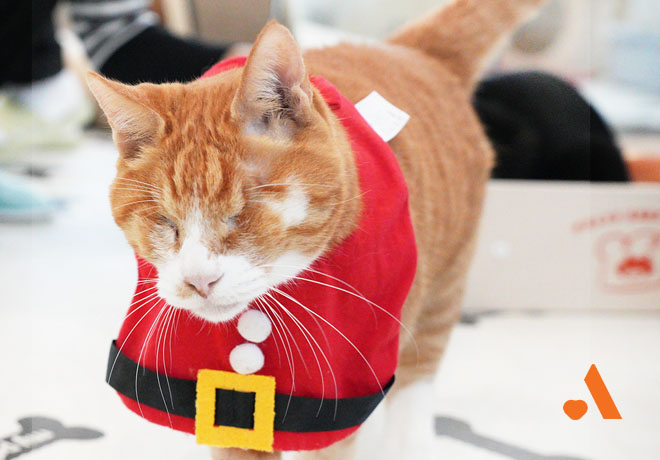 [봉사] 온캣에서 함께해요! 12월 정기봉사 모집🧡