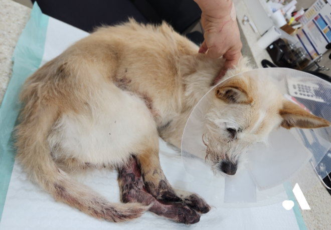 [신종펫숍]당신이 버린 그 반려견은 또 버려졌습니다