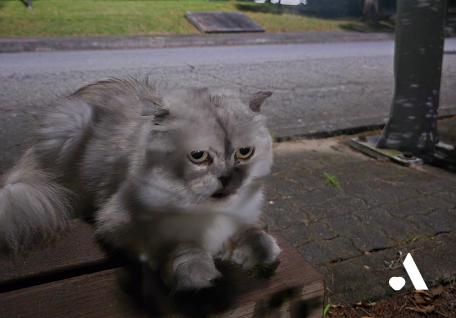 [쓰담쓰담] 자동차가 와도 누워 있던 광복이