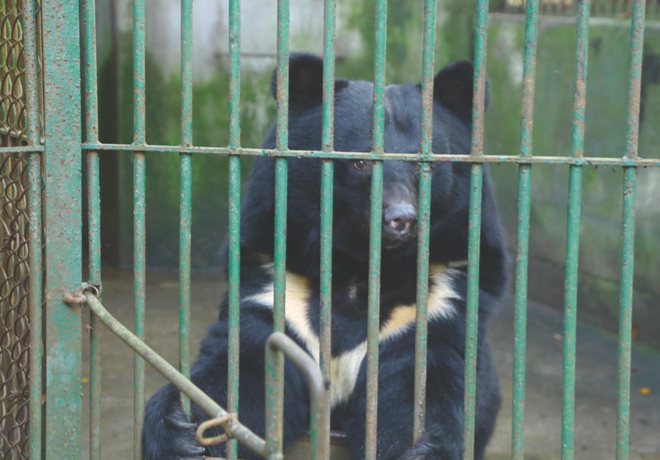 [THE FINAL 사생결단] 사육곰, 지금 만나러 갑니다