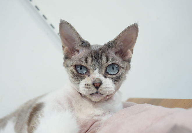 에너지 넘치는 사랑둥이 ‘오카’