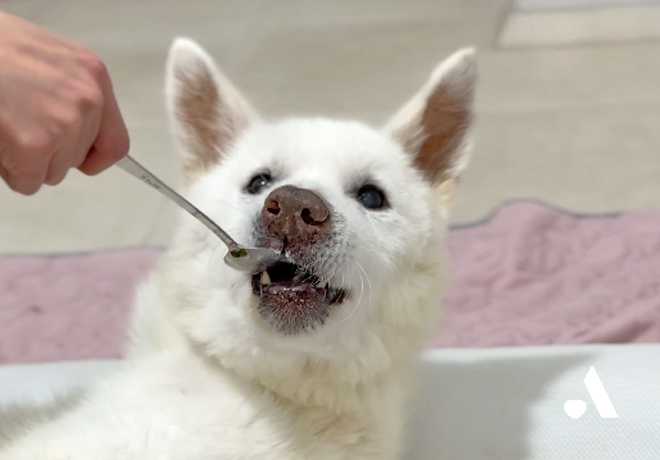 최근 가장 세심한 돌봄이 필요했던 친구는? 18살 노견 강단이