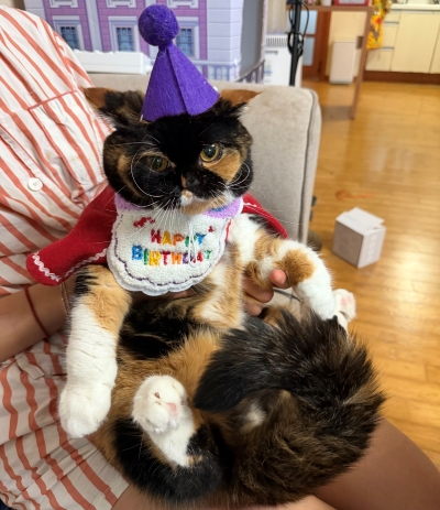 고양이 순이 팬분의 후원
