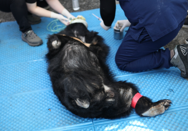 [THE FINAL 사생결단] 비록 세 다리가 없더라도 충분히 귀중한 존재, 사육곰