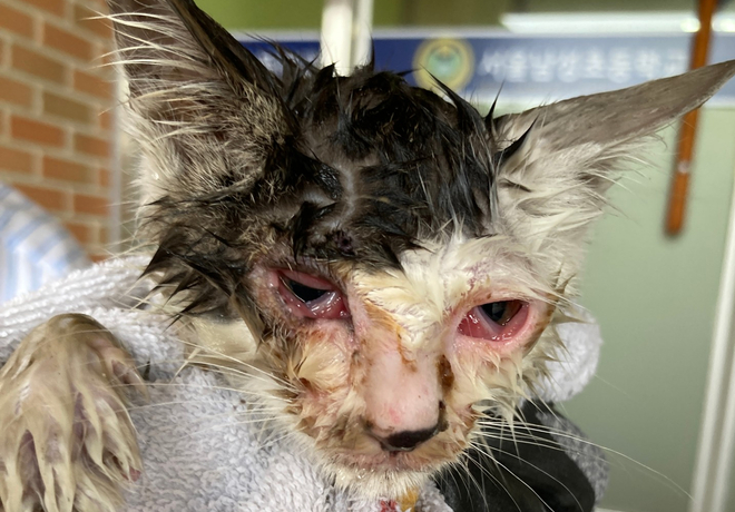 [쓰담쓰담] 아무도 너를 죽일 수 없어  불가사리