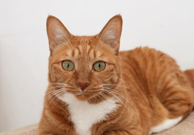 꺼진 심지 속 피어나는 ‘카프’