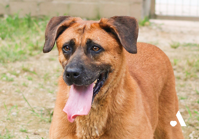 [부고] 여주 개농장 구조견 민애가 별이 되었습니다.