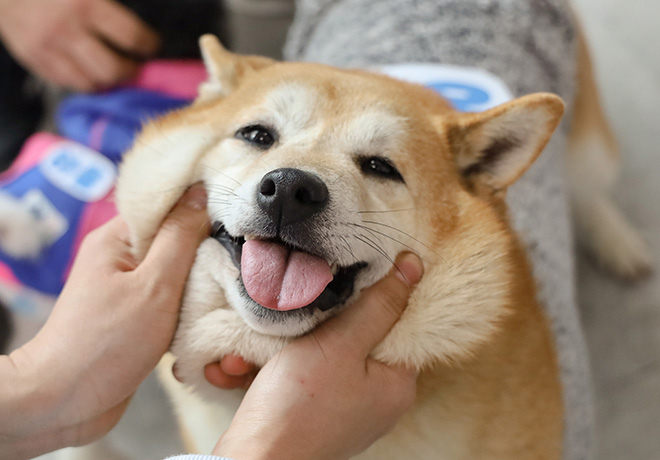 보령 번식장 구조동물은 여전히 가족을 기다립니다.