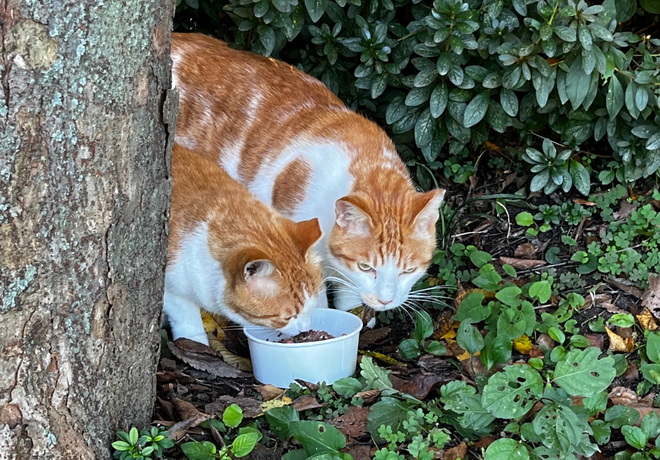 [현장스케치] 2025 캣동지 지원사업, 우리 동네와 고양이의 삶을 어떻게 바꾸고 있을까요?