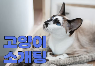 [입양행사] 온캣 고양이들을 직접 만나 교감하는 '고양이 소개팅'💌