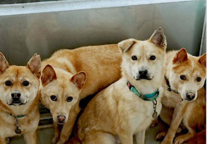 동물자유연대 지원단체 '동물보호연대'가 민간동물보호시설 신고를 완료했습니다🎉