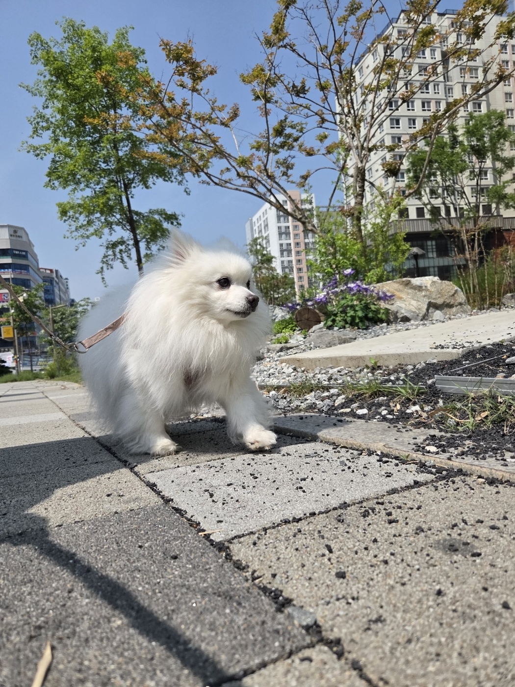 단비 (구 곤지암 포동이) 4년 근황