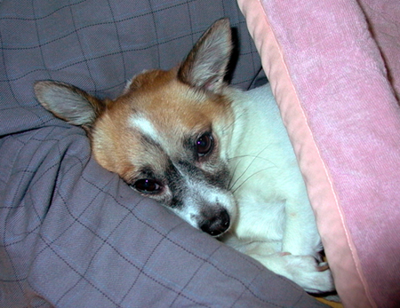 아빠 팔베게를 하고 자는 복실이