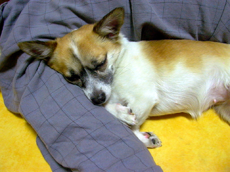 아빠 팔베게를 하고 자는 복실이