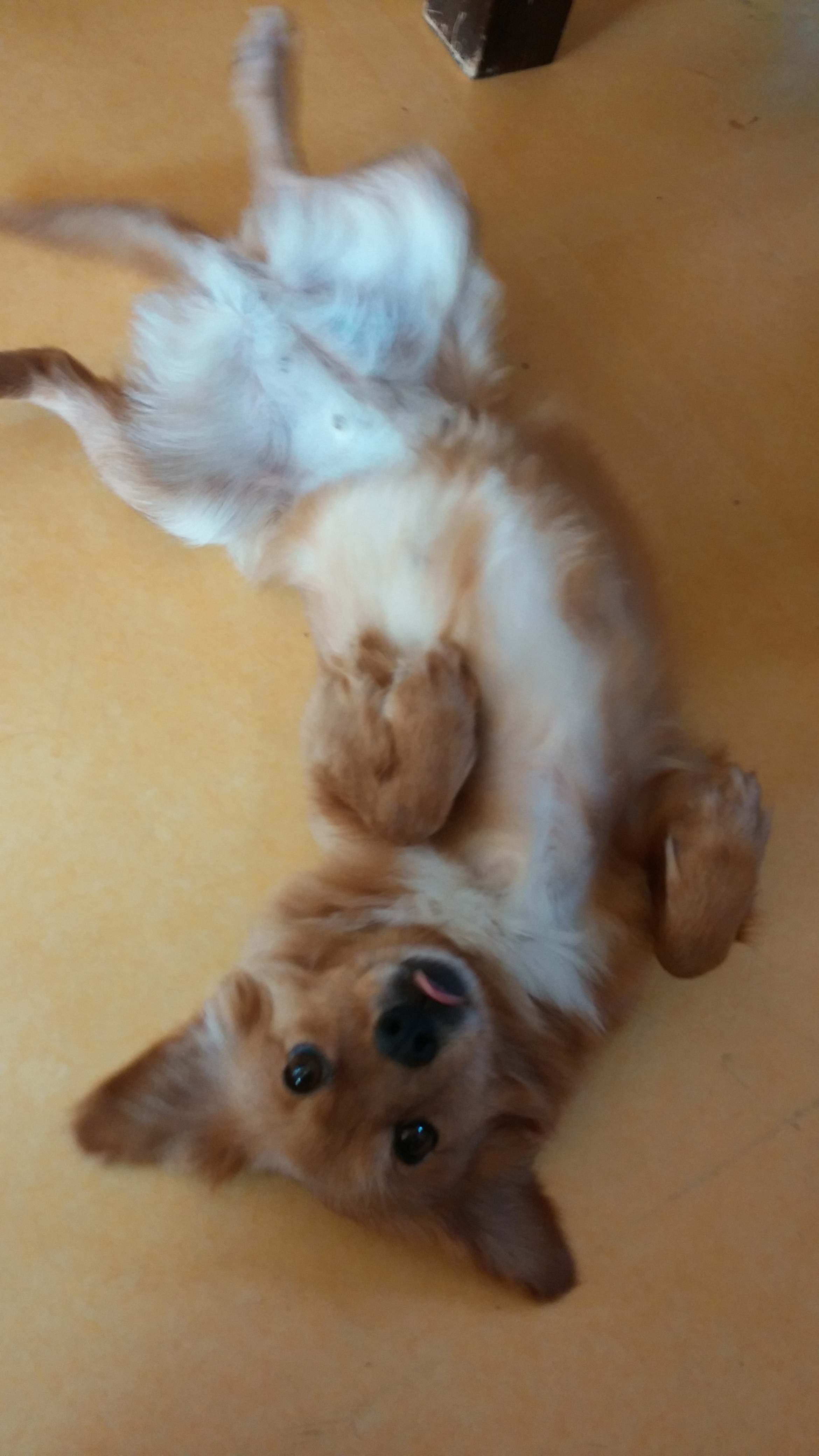 시흥이가 온 지 일주일 째 되는 날입니다.