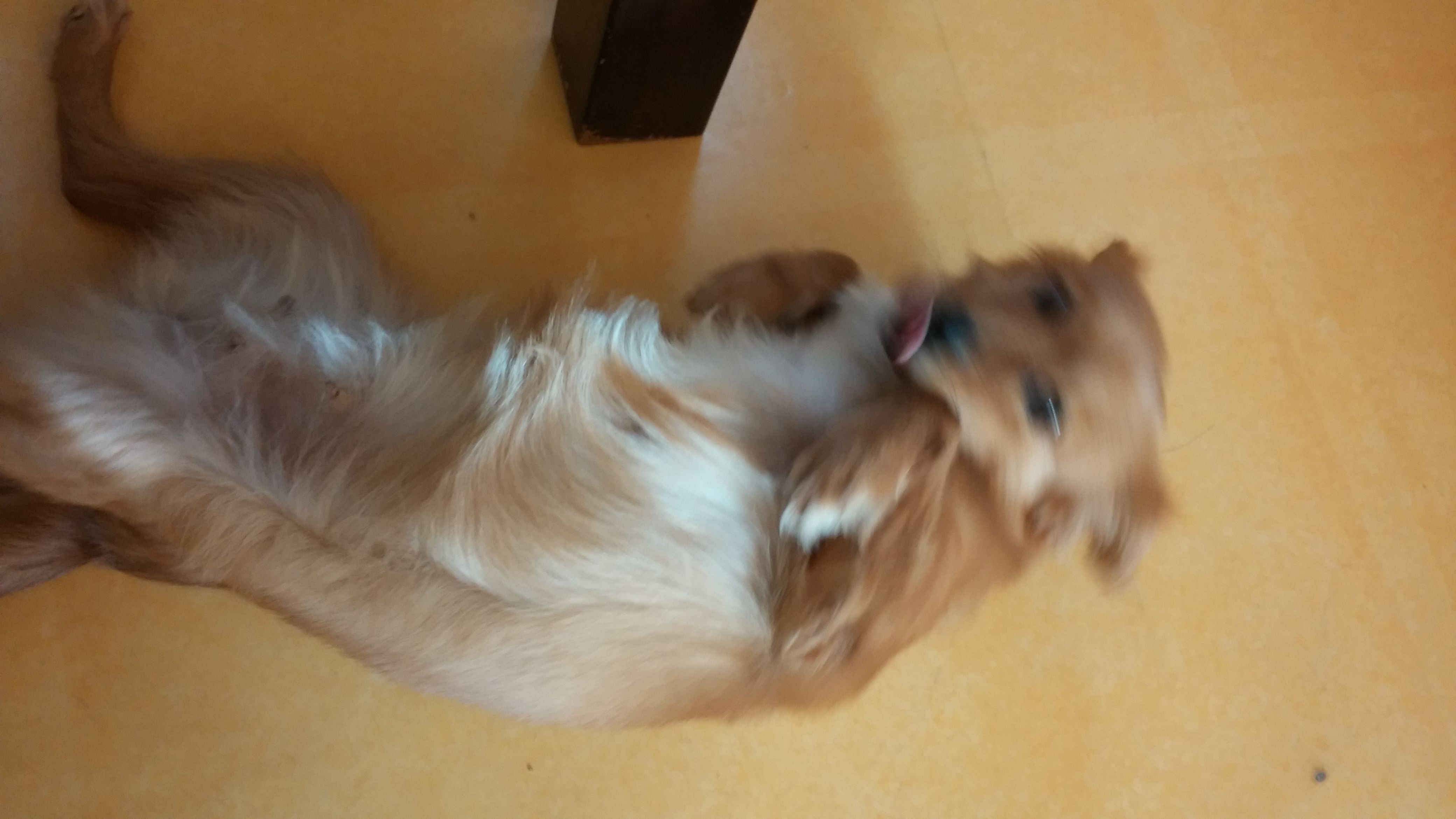 시흥이가 온 지 일주일 째 되는 날입니다.