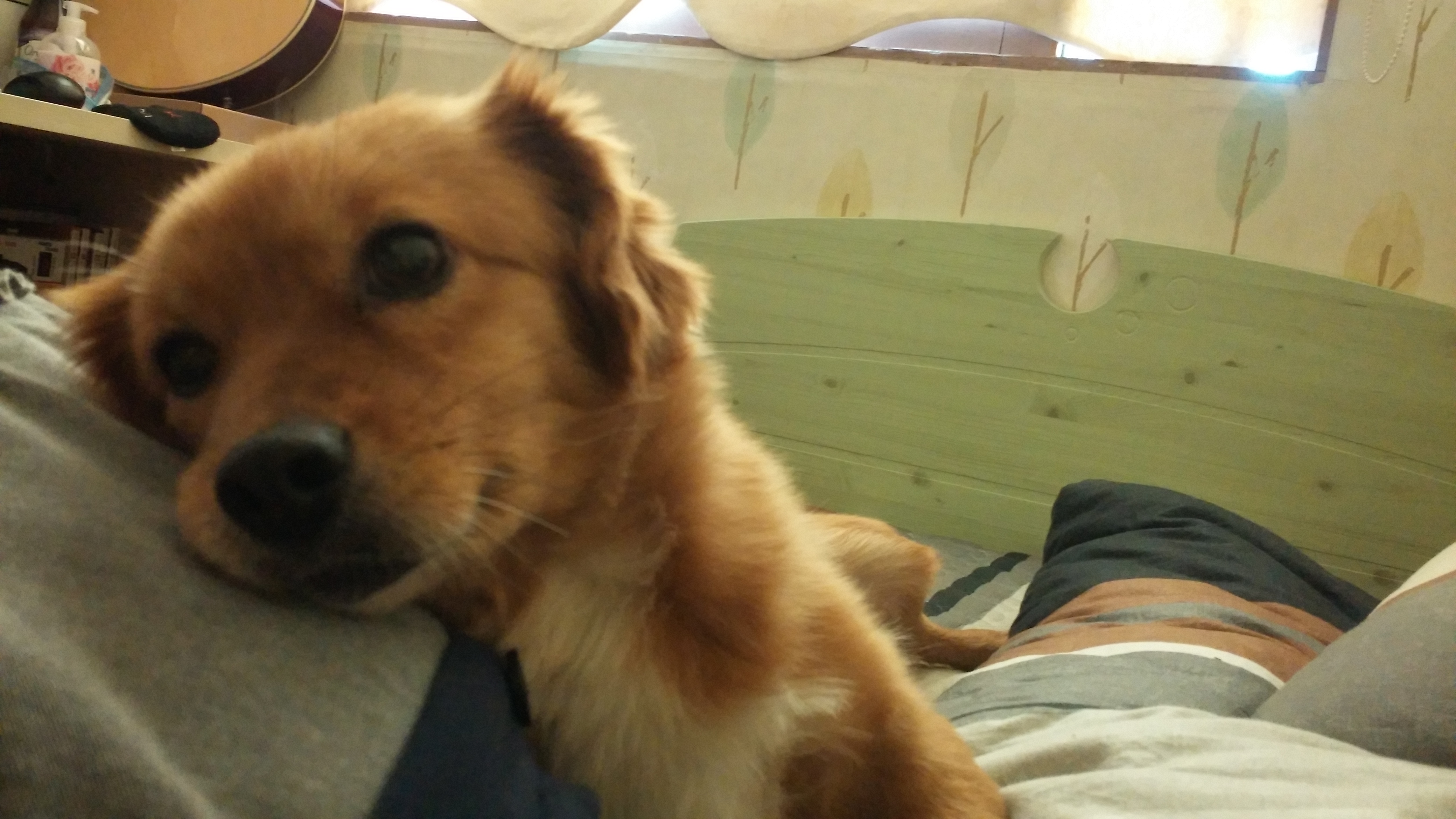 시흥이가 온 지 일주일 째 되는 날입니다.