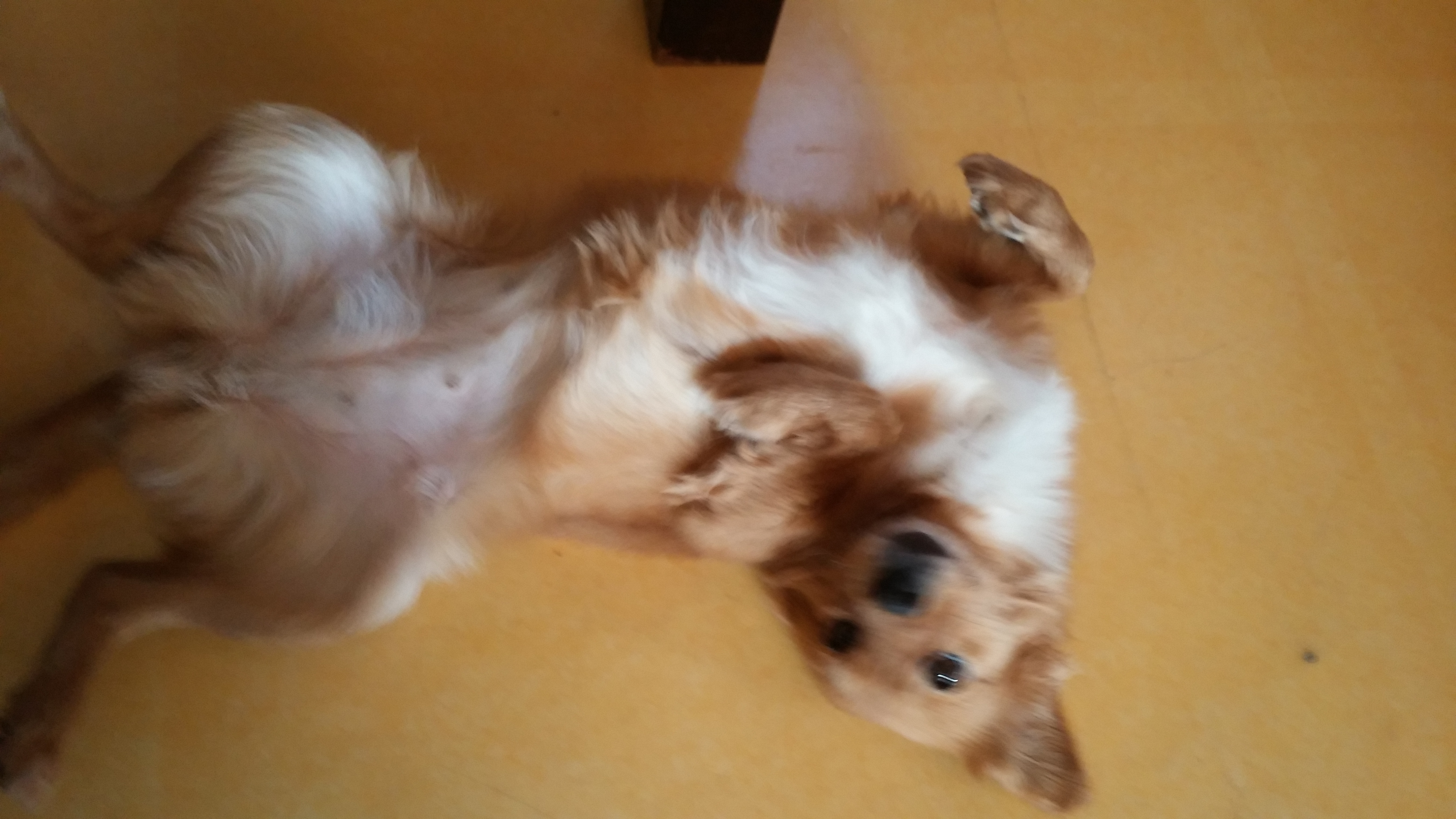 시흥이가 온 지 일주일 째 되는 날입니다.