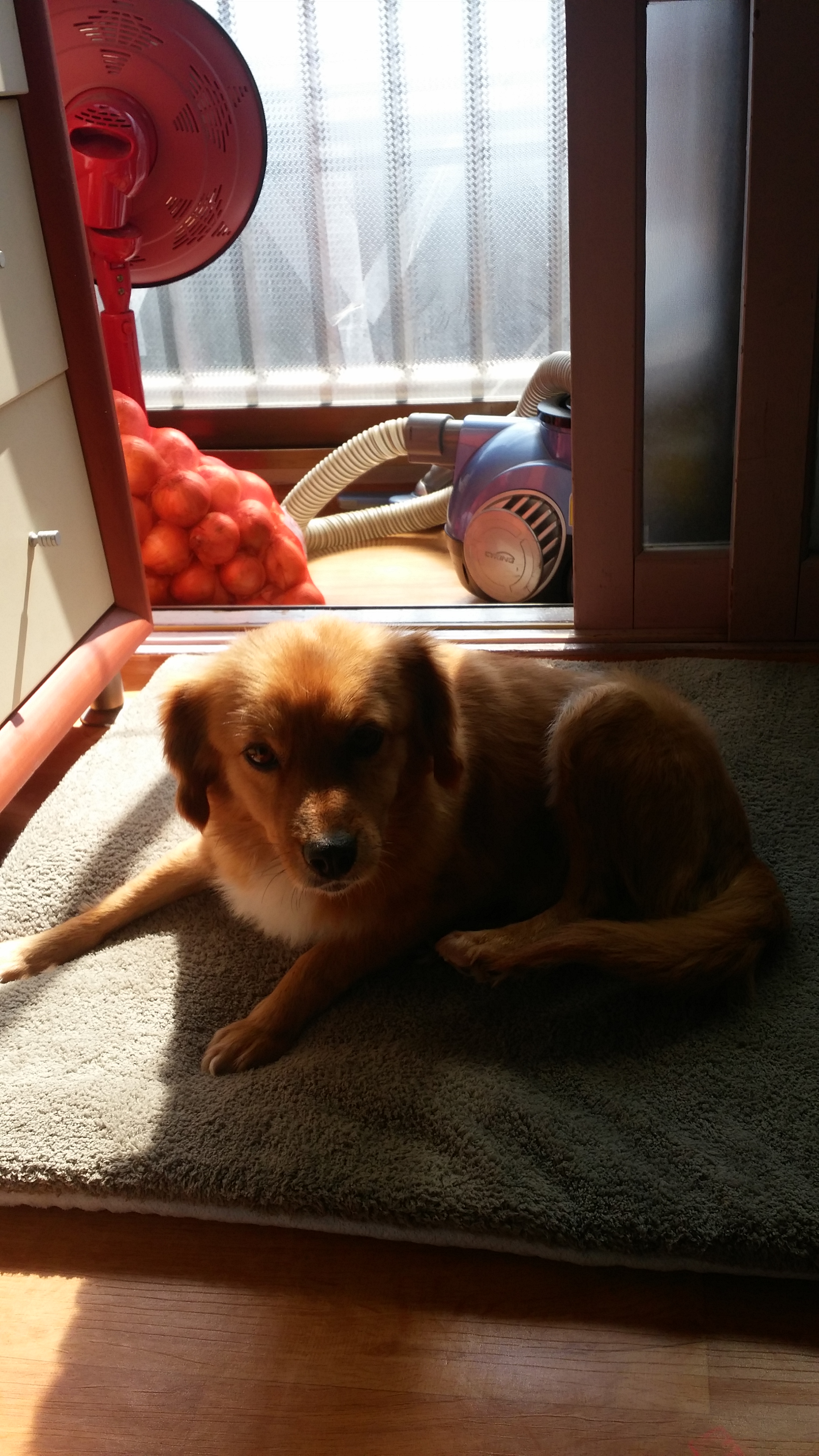 시흥이가 온 지 일주일 째 되는 날입니다.