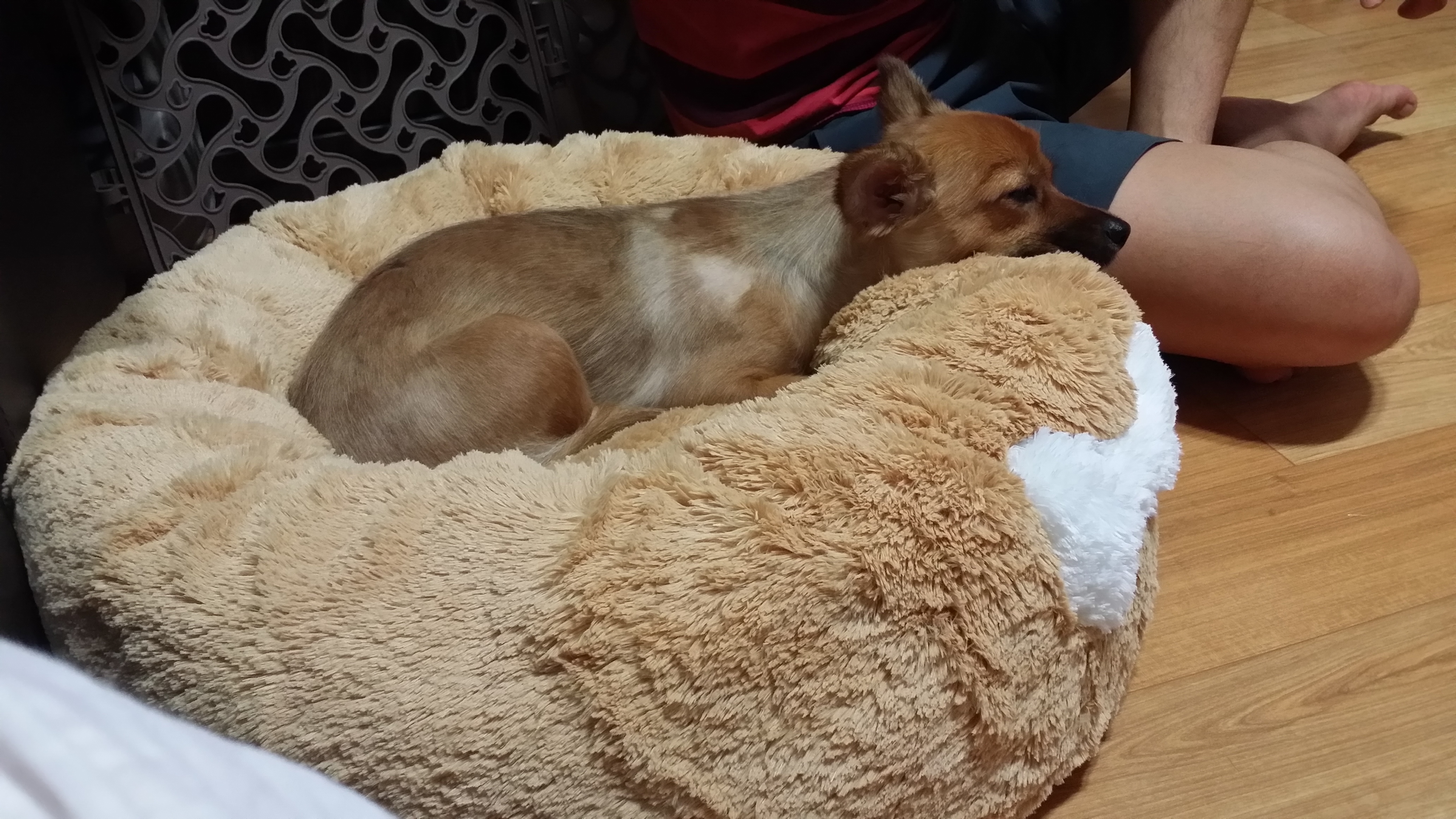 치노가 가족된지 3개월~~^^