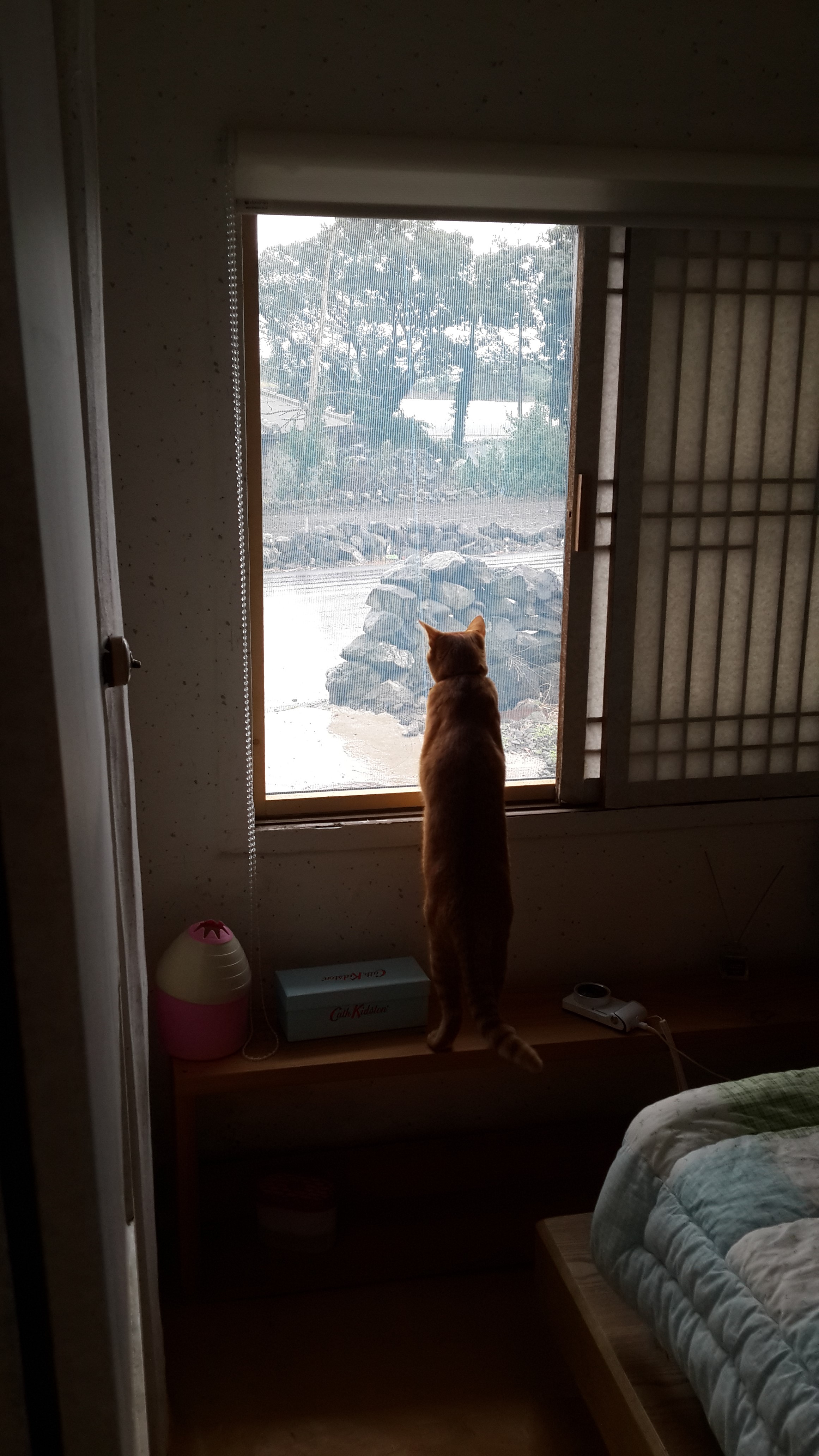 비님이 오시는 제주