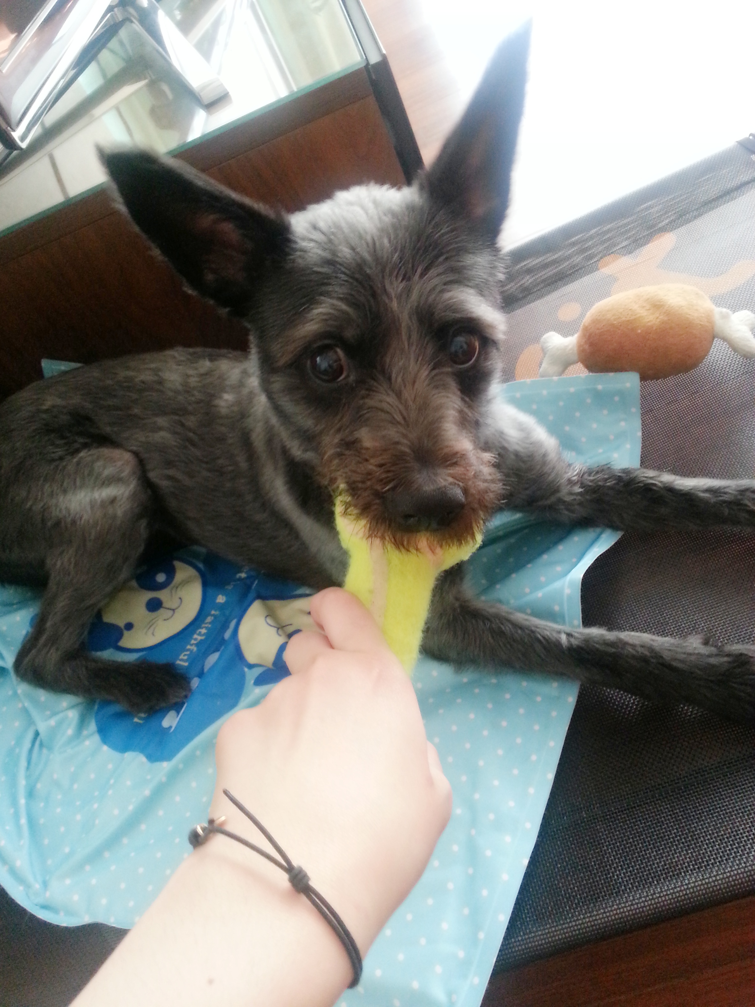 깜지(아미) 여전히 잘 지내고 있어요~