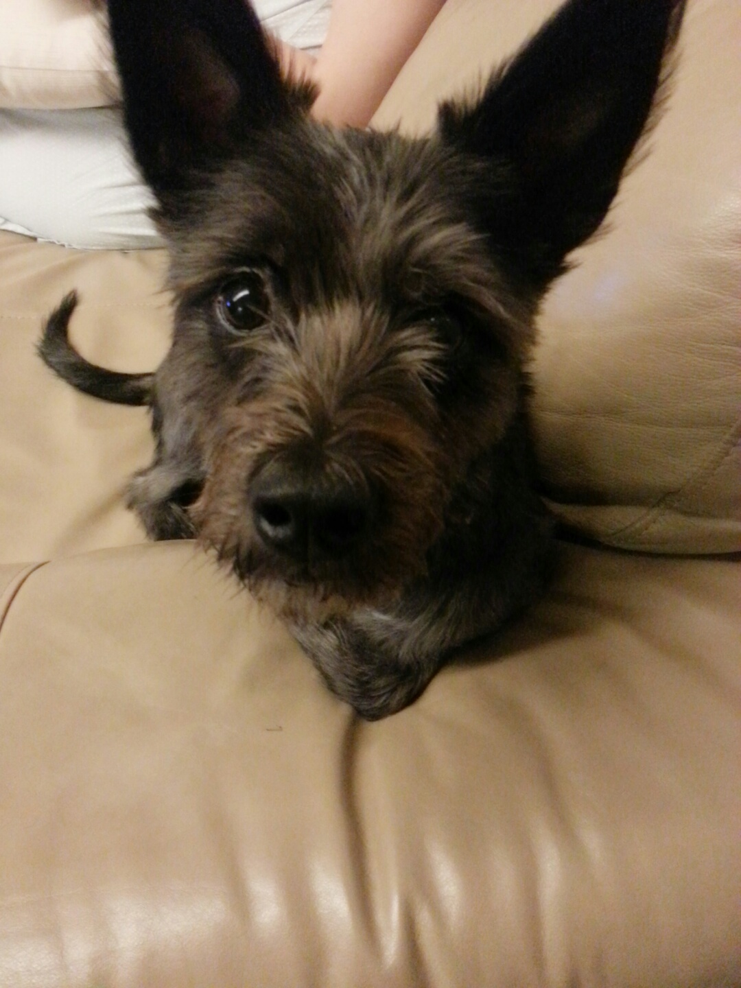 깜지(아미) 여전히 잘 지내고 있어요~