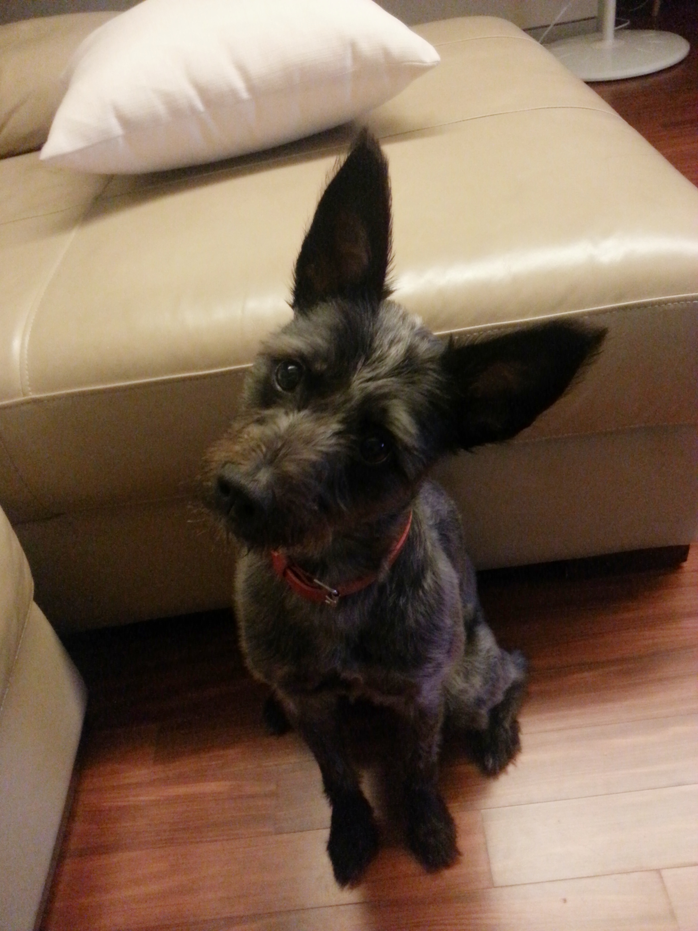 깜지(아미) 여전히 잘 지내고 있어요~