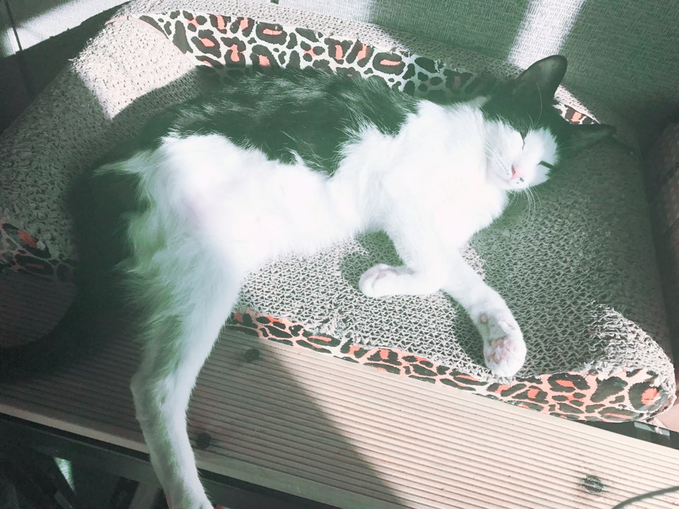 "오레오"6개월 입양후기