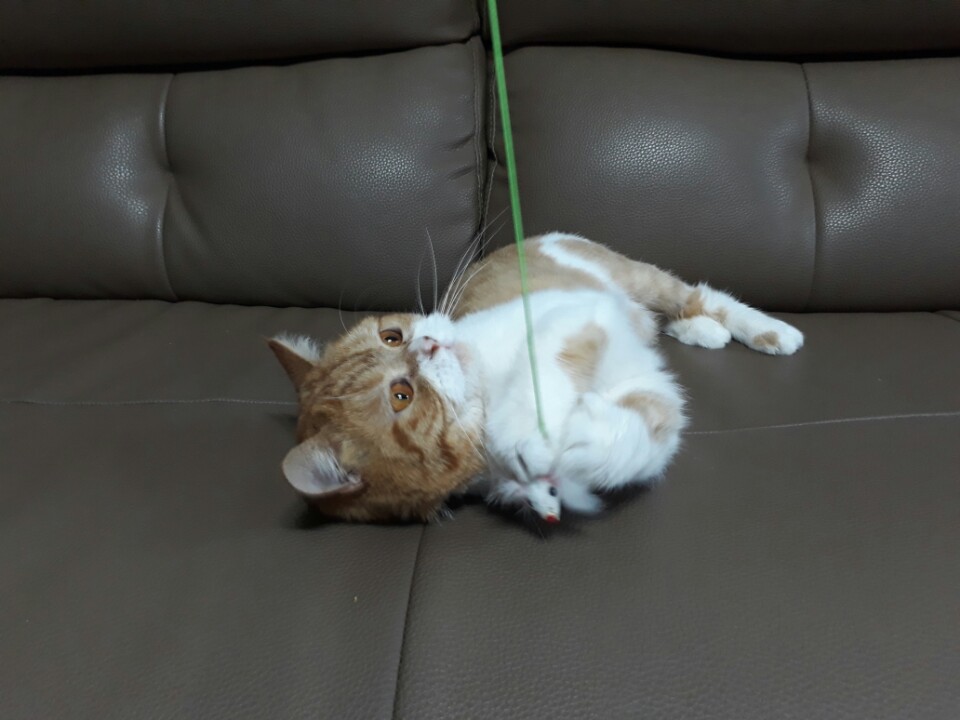 호빵이 후기입니다.